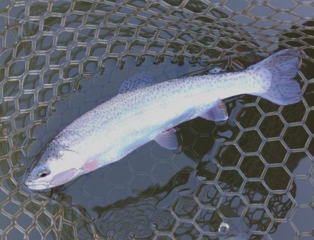 意外と釣れるぞ ～大安トラウトレイク～